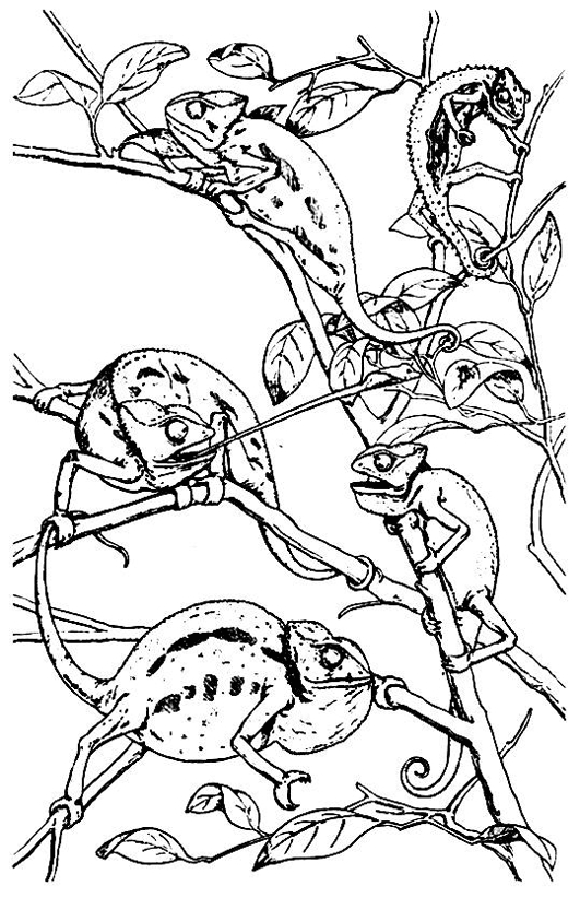 Coloriage d'un caméléon sur une branche avec des feuilles Coloriage d'un caméléon sur une branche avec des feuilles