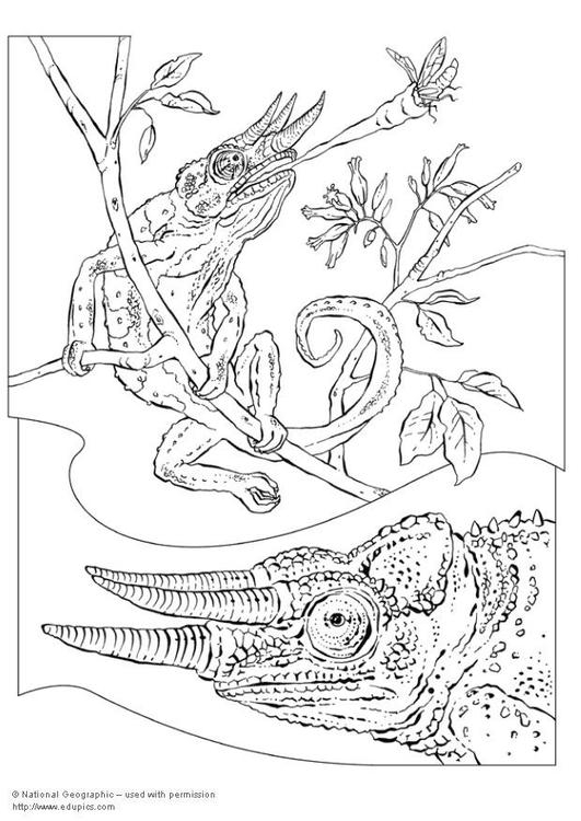 Un caméléon en pleine exploration sur une branche d'arbre
