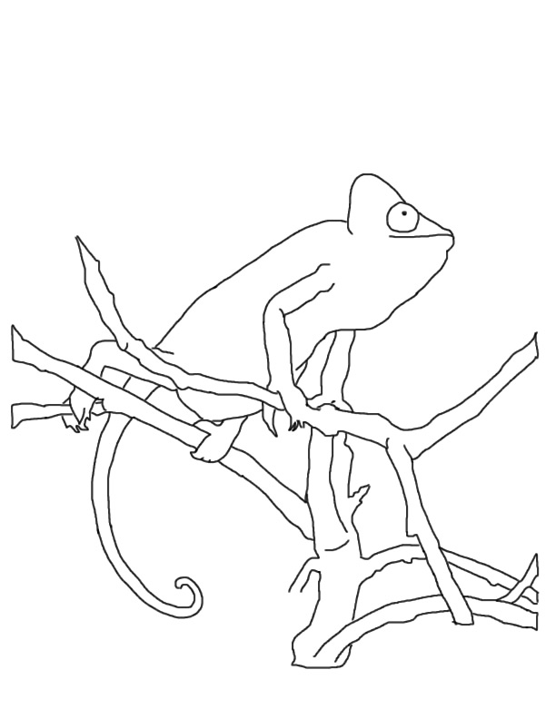 Coloriage d'un caméléon sur une branche entouré de feuilles
