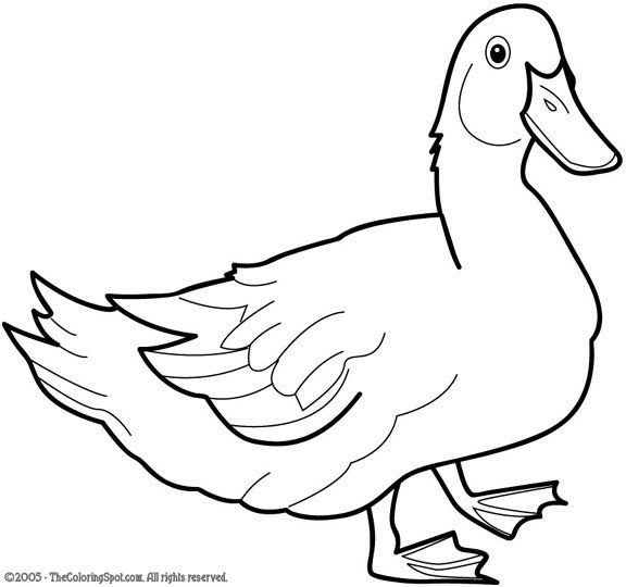 Un canard flottant paisiblement sur l'eau