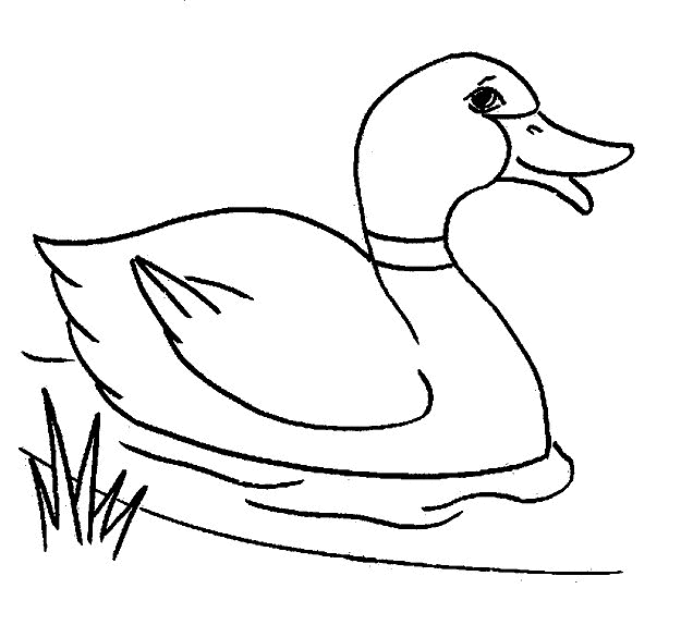 Coloriage d'un canard nageant paisiblement sur l'eau