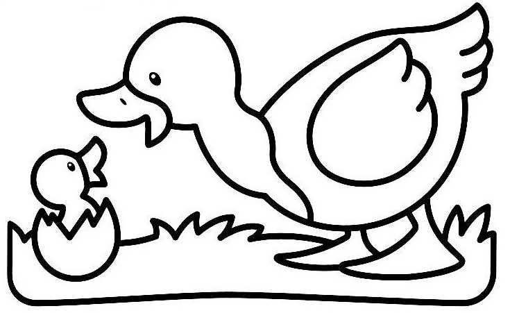 Coloriage d'un canard nageant paisiblement sur l'eau