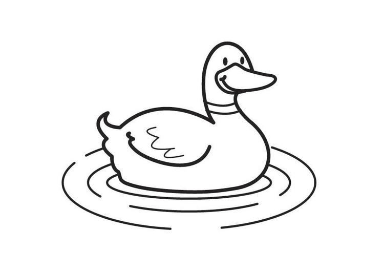 Un canard barbotant paisiblement dans une mare