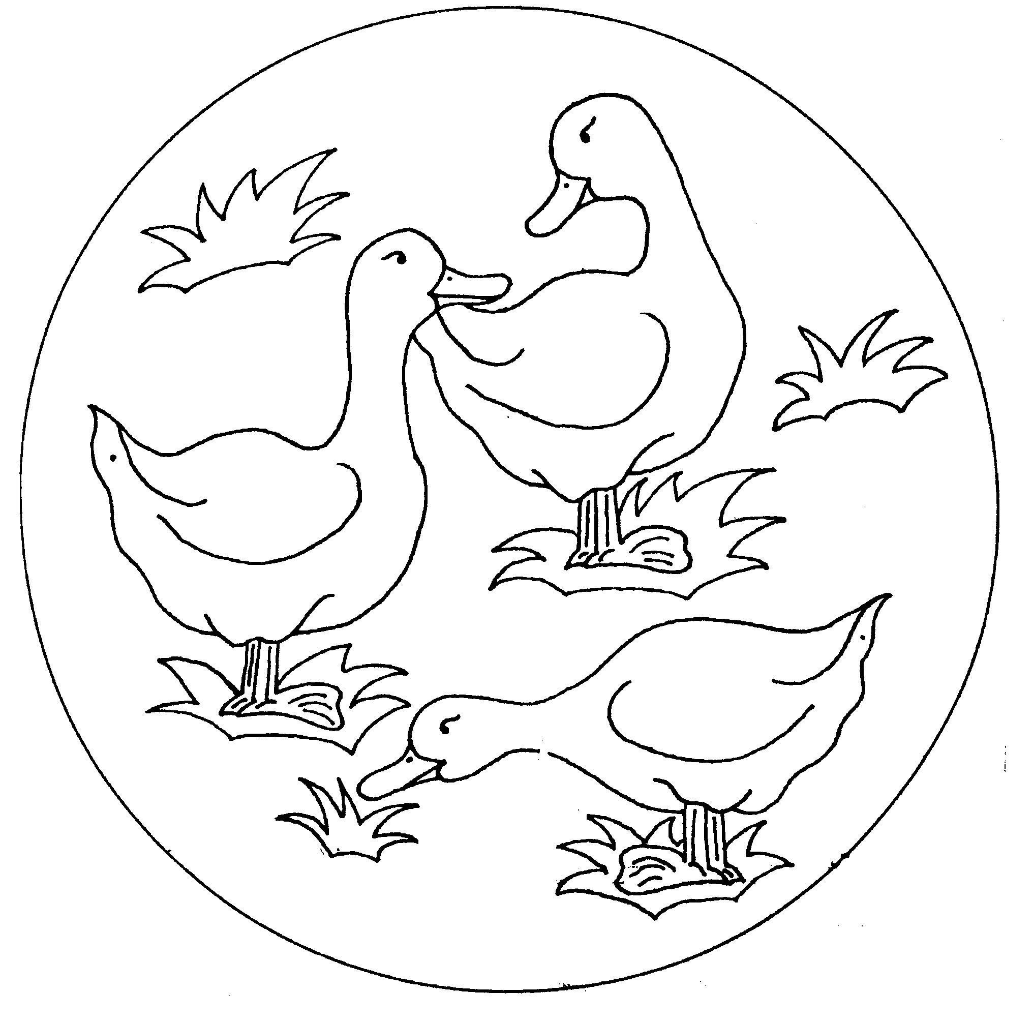 Un canard joyeux nageant paisiblement sur un étang