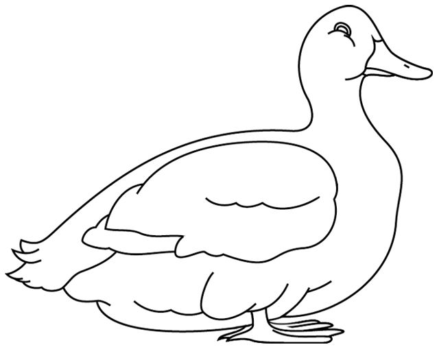 Un canard joyeux nageant paisiblement sur un étang