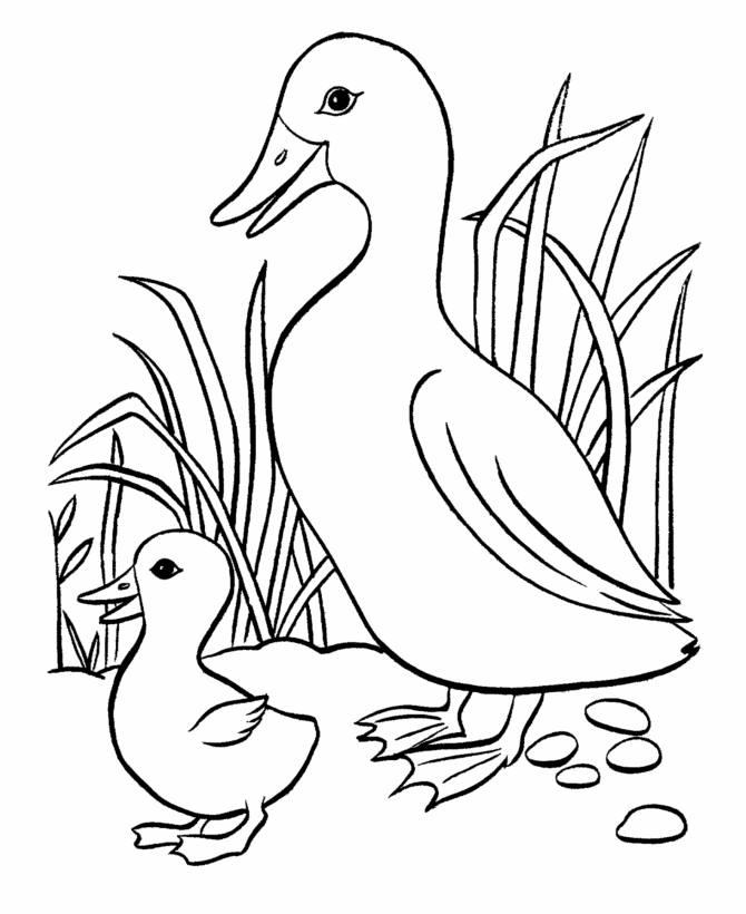 Un canard au bord d'une étendue d'eau calme