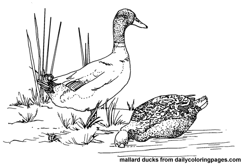 Un canard se reposant paisiblement au bord d'un étang