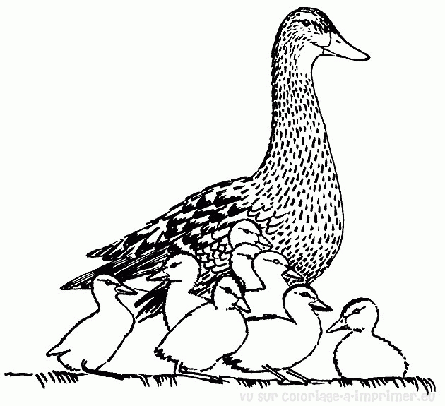 Un canard barbotant paisiblement dans l'eau