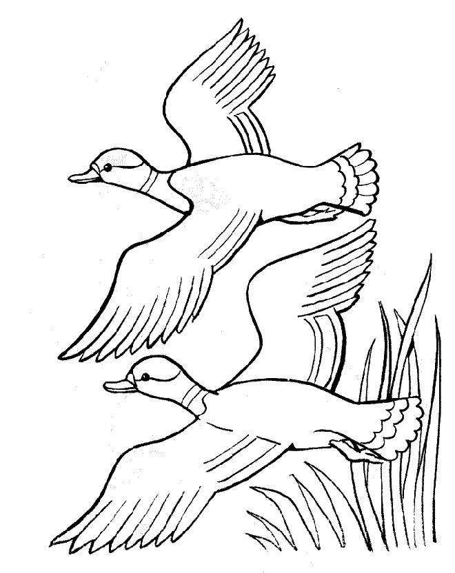Un canard au bord de l'eau, prêt à nager