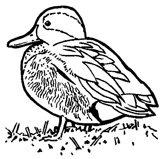 Coloriage d'un canard joyeux dans un cadre naturel