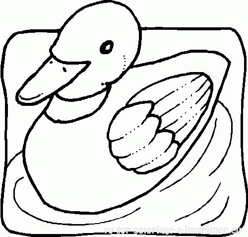 Un canard nageant paisiblement sur l'eau