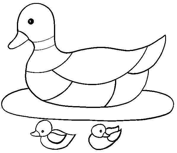 Un canard nageant paisiblement sur un étang