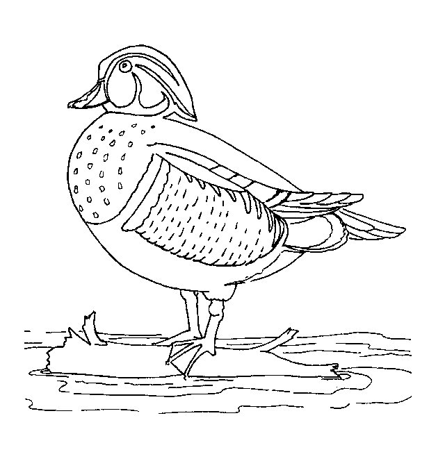 Coloriage d'un canard nageant sur l'eau
