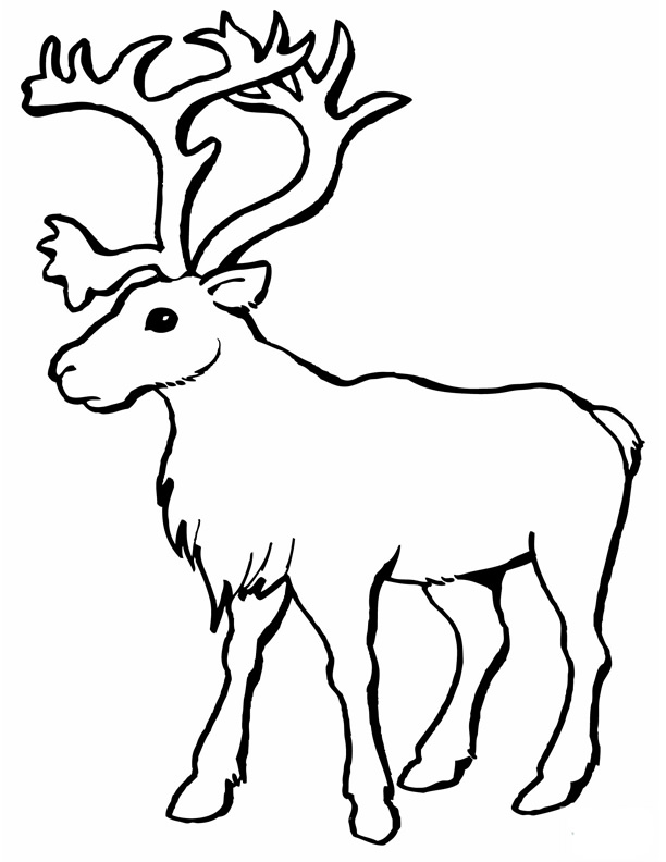 Coloriage d'un caribou dans son habitat naturel Coloriage d'un caribou dans son habitat naturel