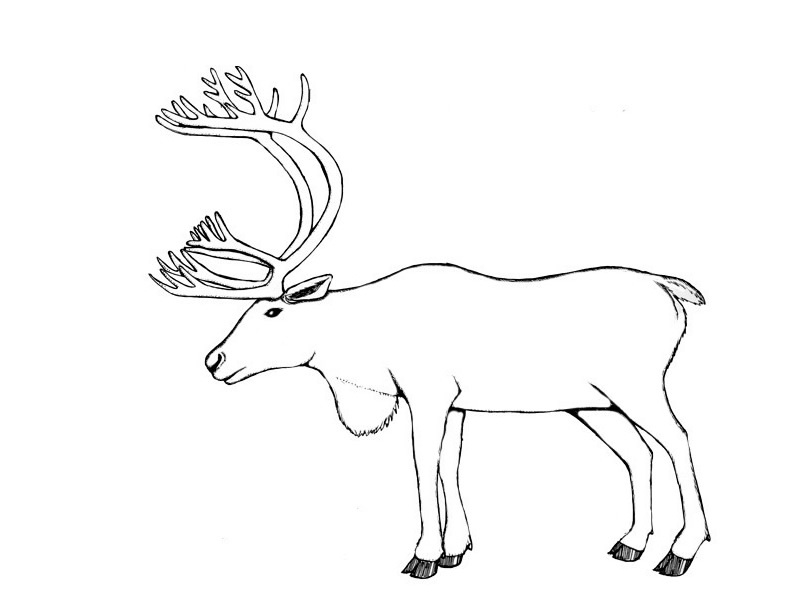 Un caribou majestueux dans son habitat naturel