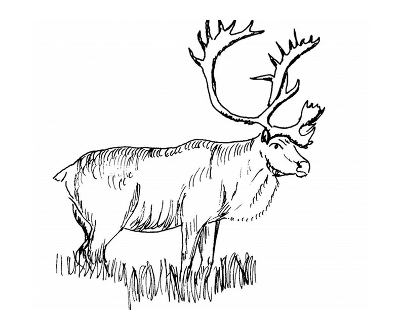 Caribou paisible dans un paysage forestier