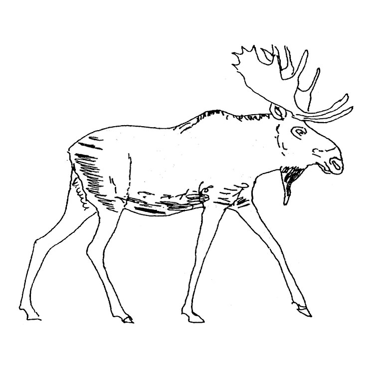 Caribou se reposant dans un paysage forestier
