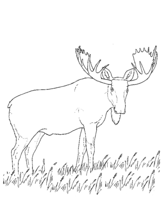 Caribou paisible dans un paysage naturel