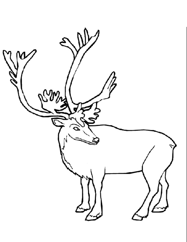 Coloriage d'un caribou dans un paysage naturel