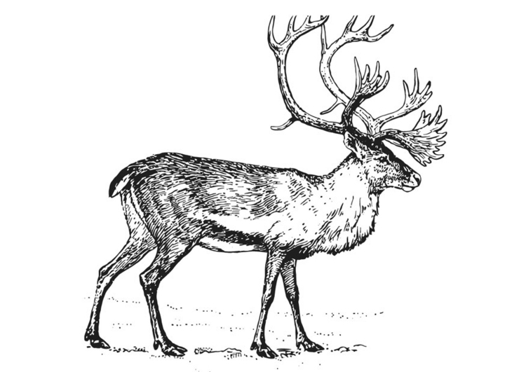 Un caribou majestueux se reposant dans une forêt tranquille Un caribou majestueux se reposant dans une forêt tranquille
