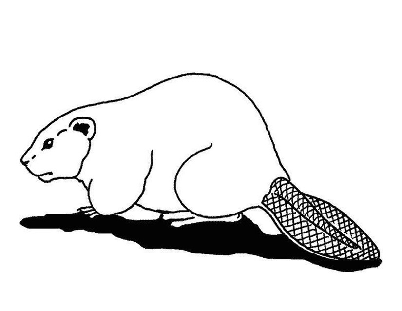 Coloriage Castor #2391 à imprimer Coloriage Castor #2391 à imprimer