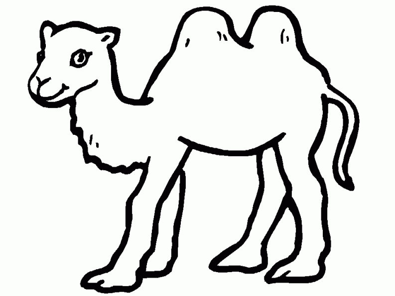 Coloriage d'un chameau sur fond désertique