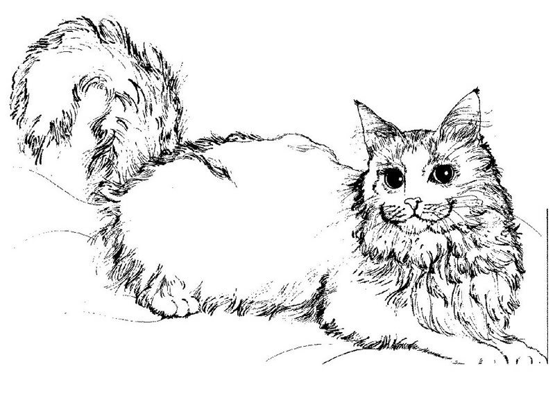 Un chat assis sur un coussin avec des motifs floraux