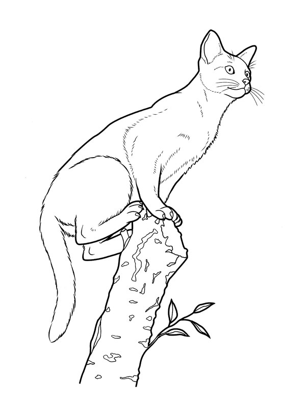 Un chaton curieux explorant son environnement