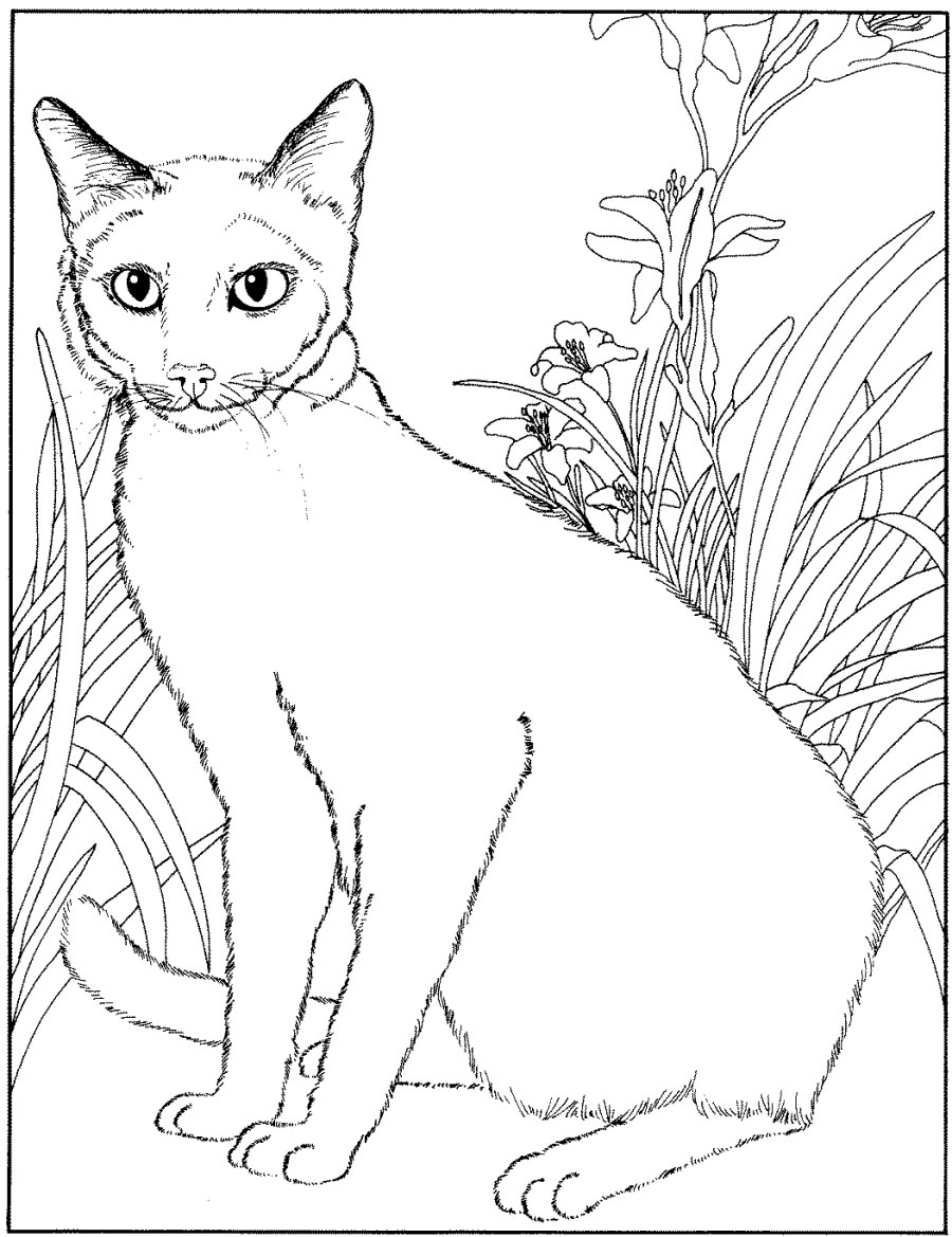 Chaton mignon jouant dans un décor naturel