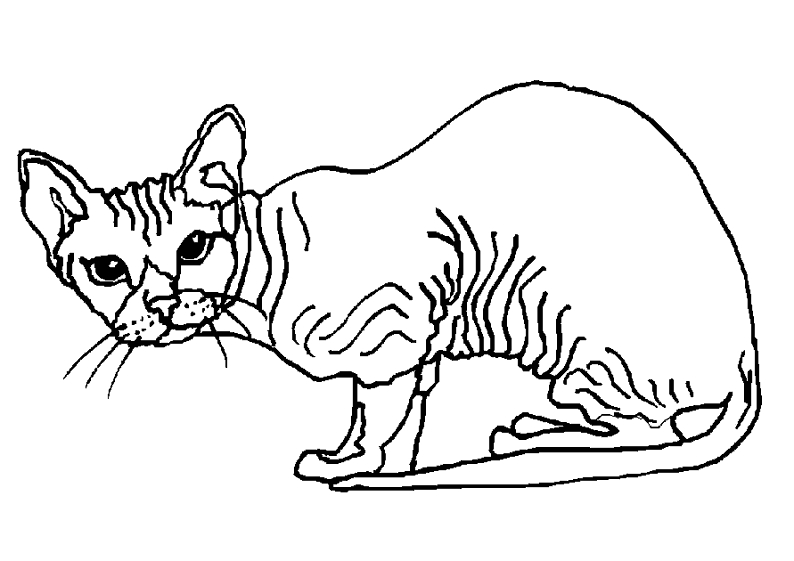 Coloriage d'un chaton espiègle dans un jardin fleuri