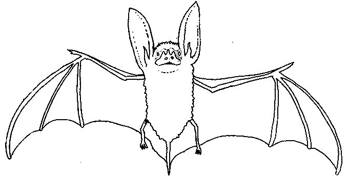 Coloriage de chauve-souris en vol dans un ciel nocturne Coloriage de chauve-souris en vol dans un ciel nocturne