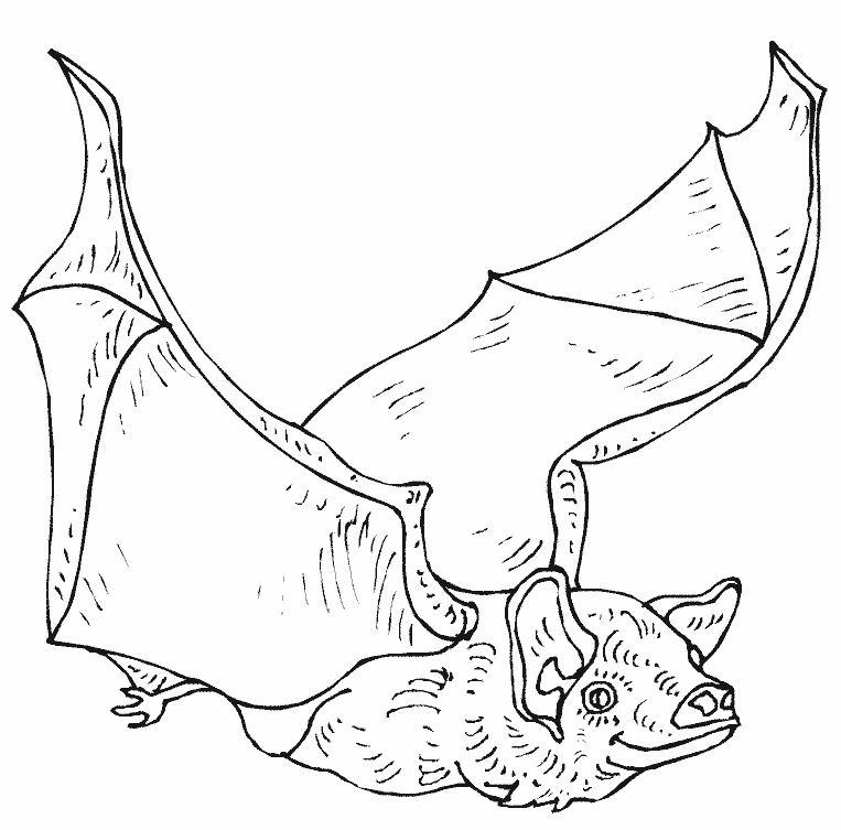 Coloriage de chauve-souris en vol dans un décor nocturne Coloriage de chauve-souris en vol dans un décor nocturne