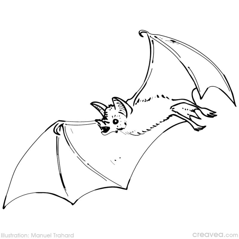 Coloriage d'une chauve-souris suspendue dans la nuit Coloriage d'une chauve-souris suspendue dans la nuit