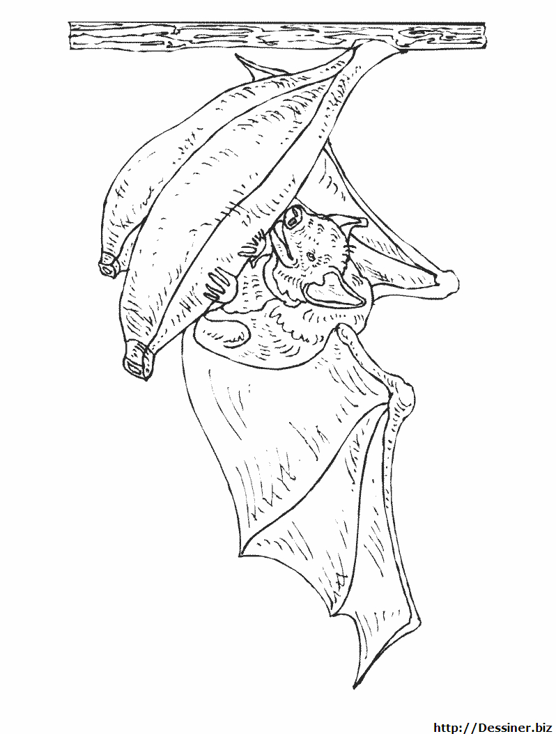 Chauve-souris en plein vol dans un ciel étoilé Chauve-souris en plein vol dans un ciel étoilé