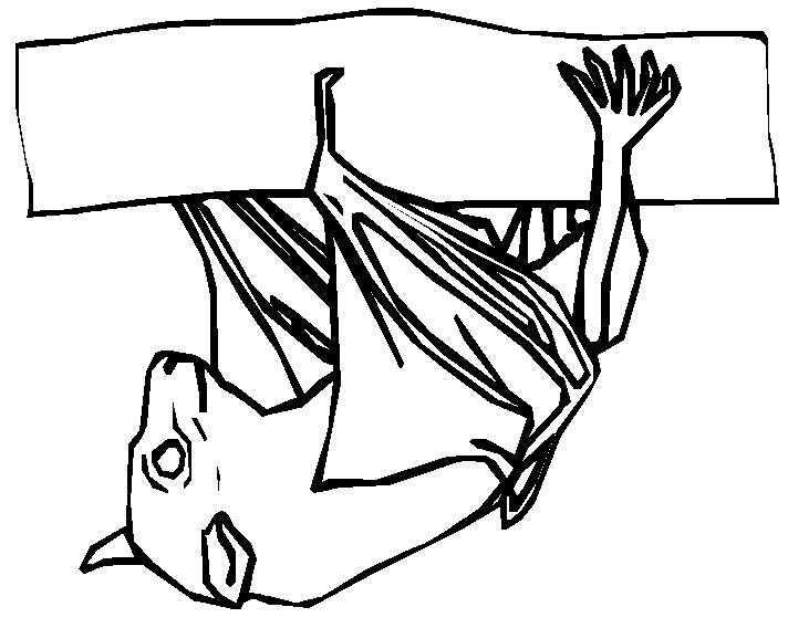 Coloriage d'une chauve-souris dans un décor nocturne Coloriage d'une chauve-souris dans un décor nocturne