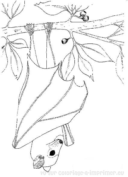 Coloriage d'une chauve-souris suspendue dans la nuit Coloriage d'une chauve-souris suspendue dans la nuit