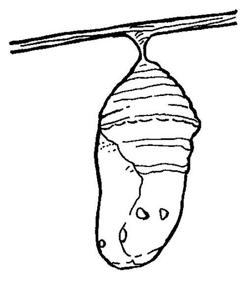 Coloriage d'une chenille joyeuse sur une tige de plante