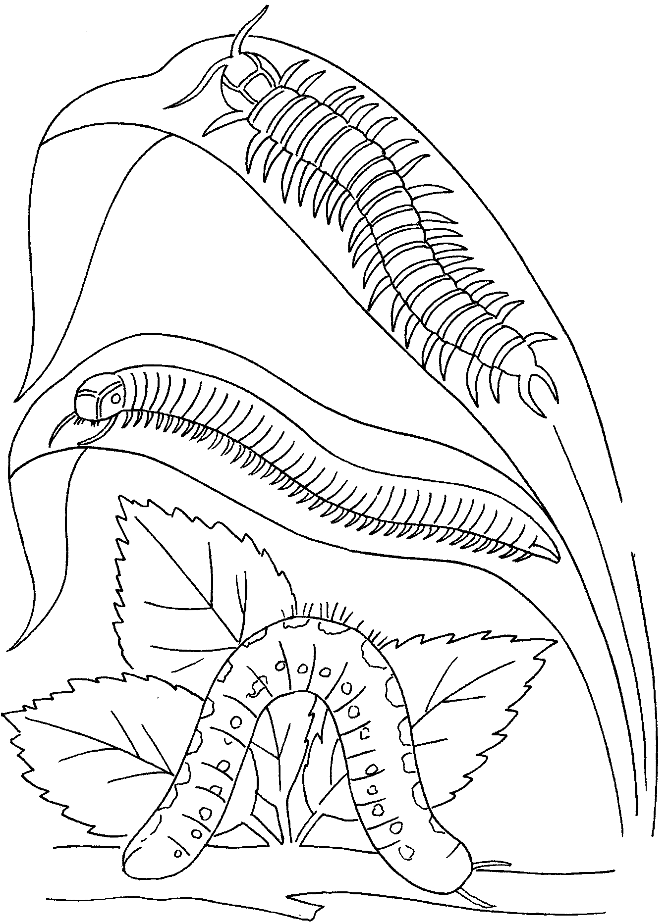Coloriage d'une chenille sur une branche avec des feuilles