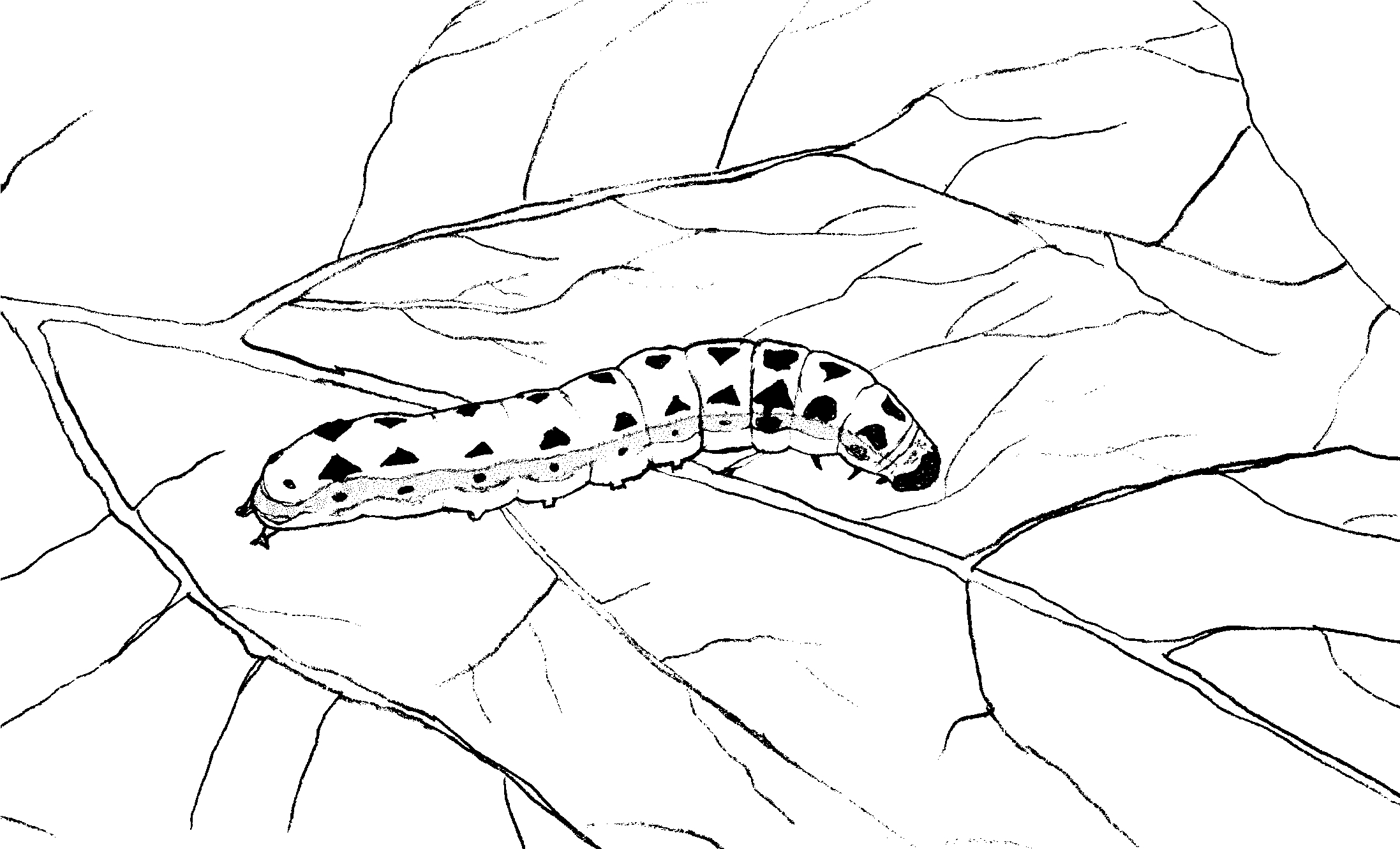 Coloriage d'une chenille sur une feuille avec des motifs variés