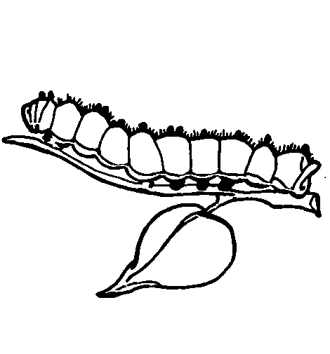 Coloriage d'une chenille joyeuse sur une feuille verte