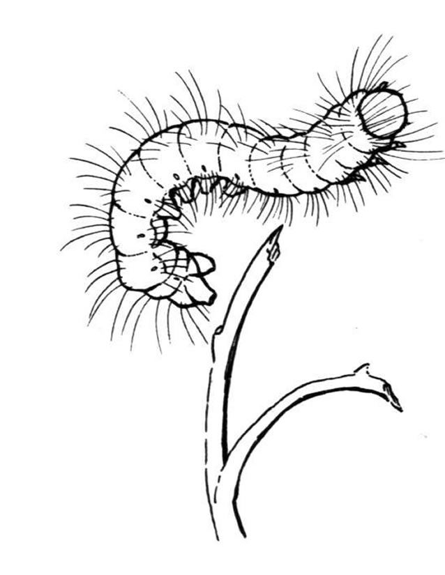 Coloriage d'une chenille joyeuse sur une feuille verte