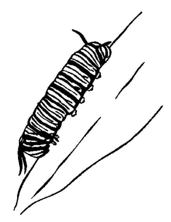Coloriage d'une chenille sur une feuille verte