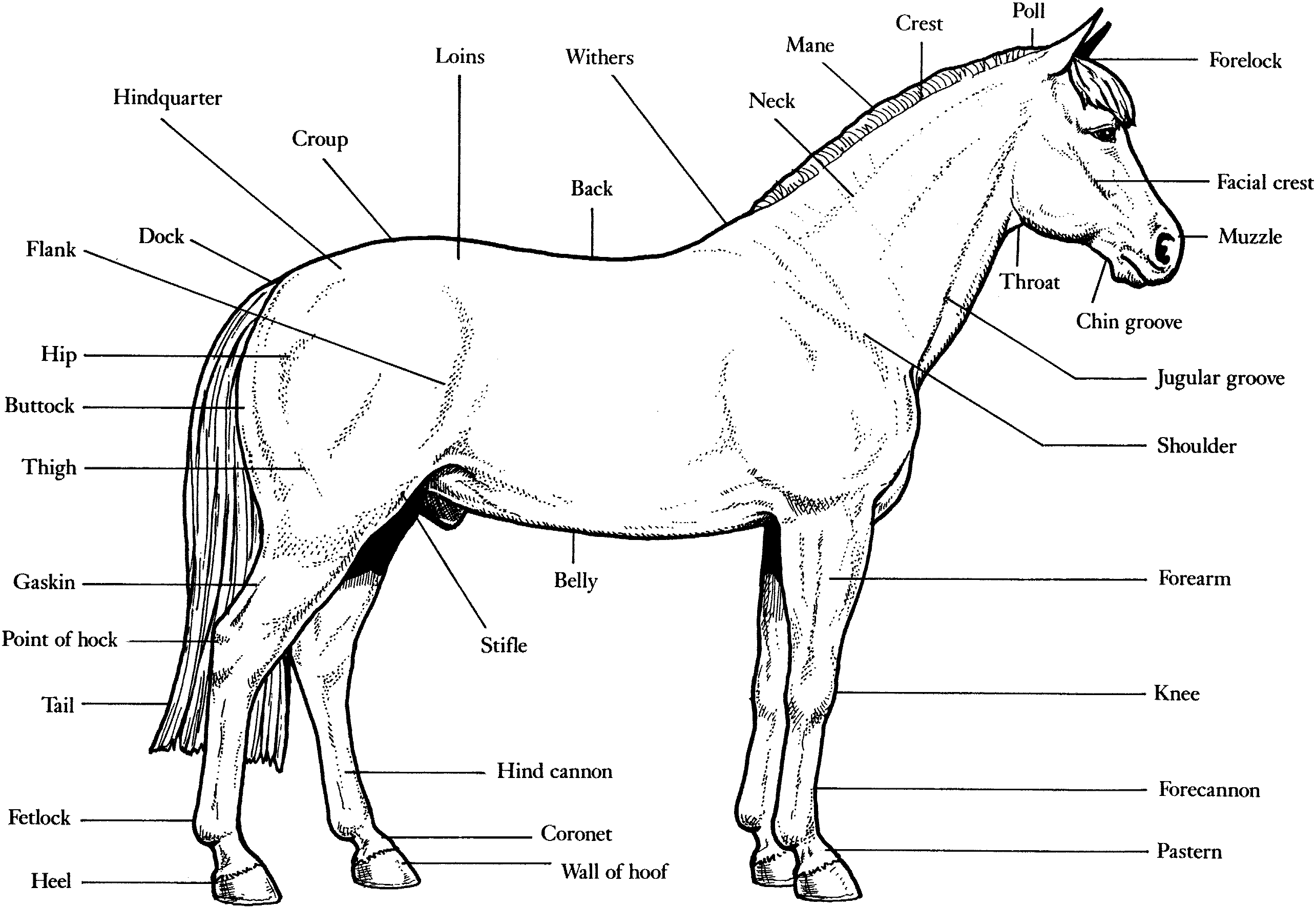 Un cheval majestueux galopant dans un paysage campagnard