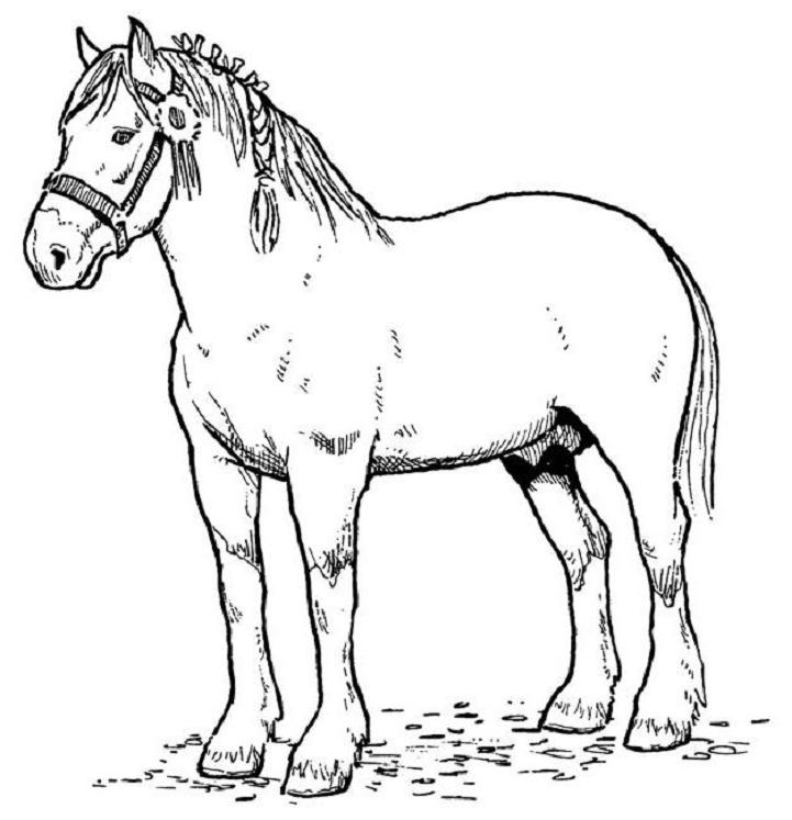 Un cheval majestueux trottant dans un champ verdoyant