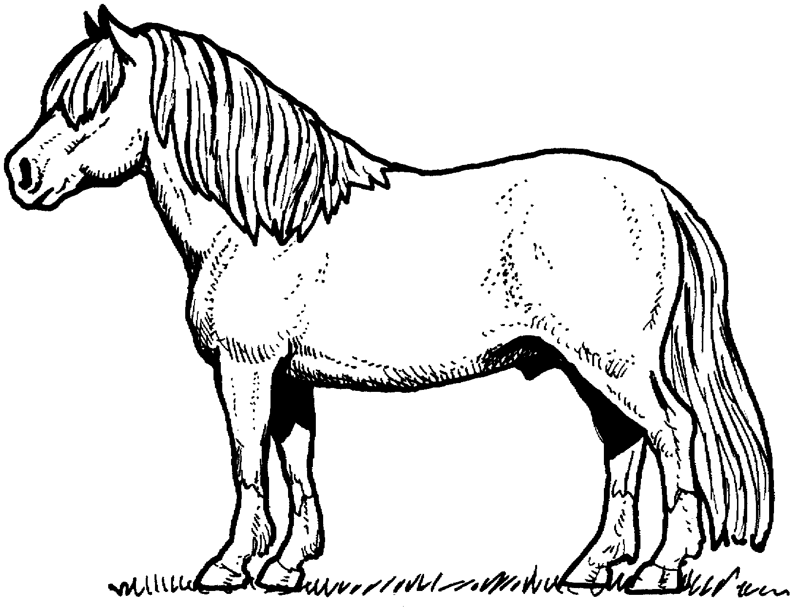 Un cheval majestueux dans un champ verdoyant