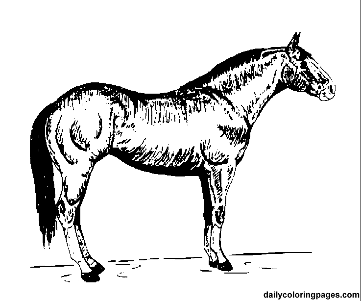 Cheval majestueux se tenant dans un champ verdoyant Cheval majestueux se tenant dans un champ verdoyant