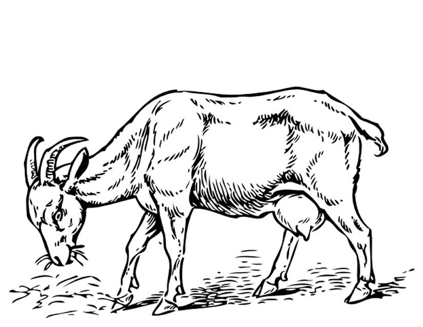 Un chevreau mignon dans un paisible décor pastoral