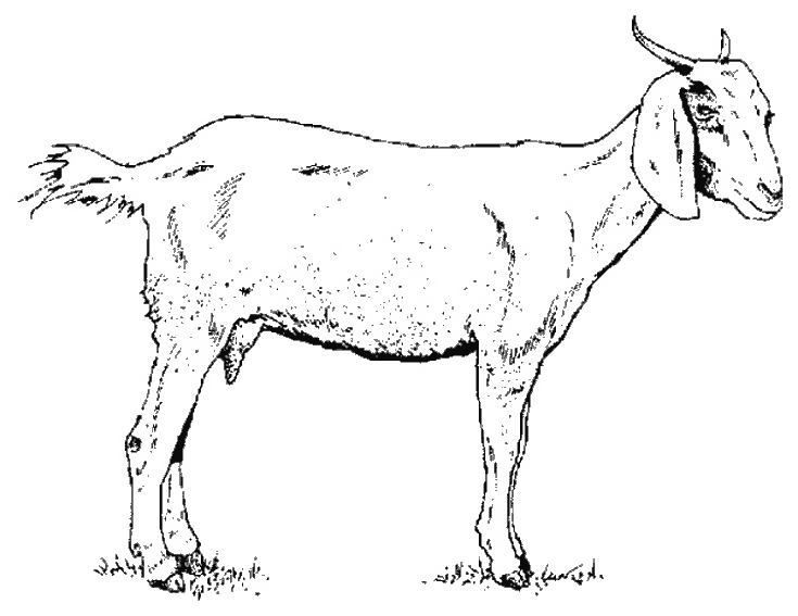 Coloriage d'une chèvre paisible dans un champ