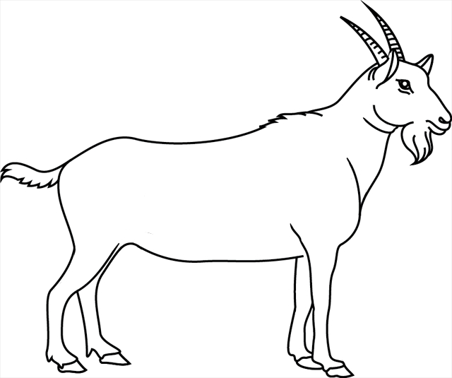 Coloriage d'une chèvre paisible dans un champ verdoyant