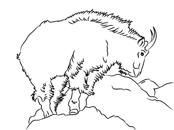 Coloriage d'une chèvre paisible dans un décor naturel